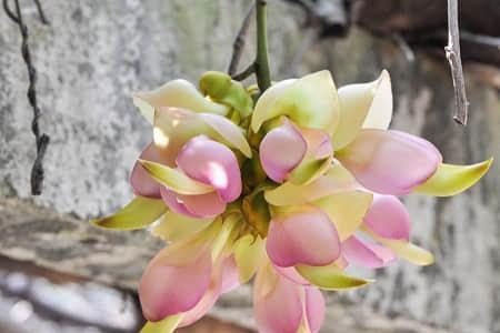 啥是葛窝花