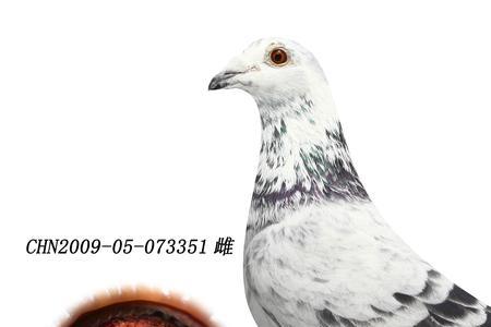 苍白骑士和麒麟花的区别
