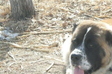 圣伯纳犬护卫能力