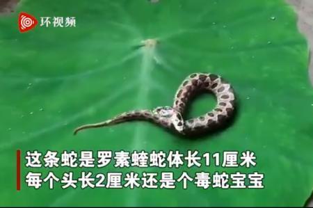 罗素蝰蛇的毒性世界第几