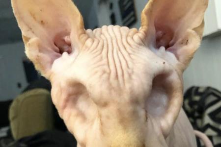 无毛猫什么眼睛最好