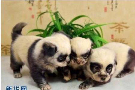 关于熊猫眼中的世界是什么样的