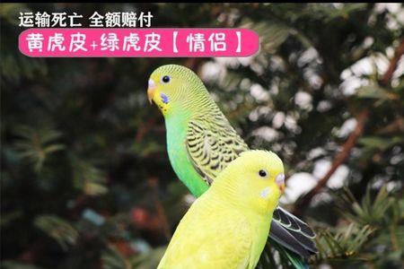 牡丹鹦鹉比虎皮大多少