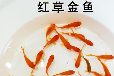 草金几月份便宜
