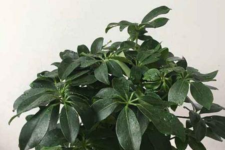鸭掌树种子有什么用