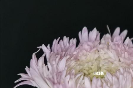 小菊真怀孕是哪一集