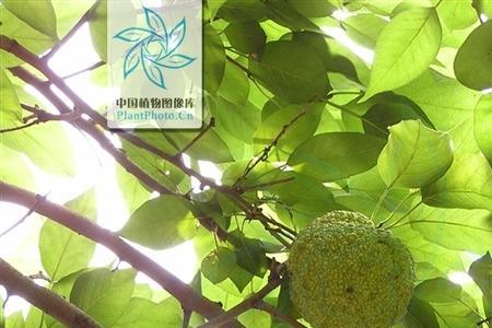 马橙最高多少公分