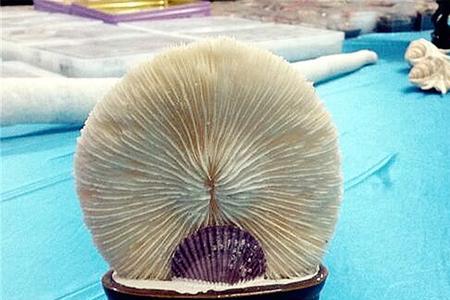 血珊瑚海燕窝吃法