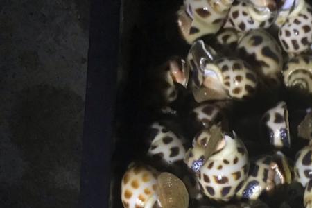 花螺能淡水养殖吗