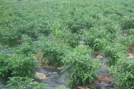 种植小米辣怎么开地