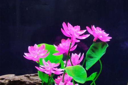 红牛加荷花什么意义