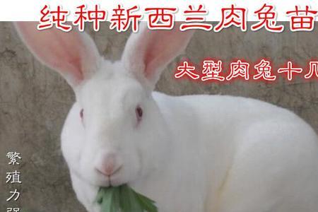 一般成年新西兰大白兔能长多大