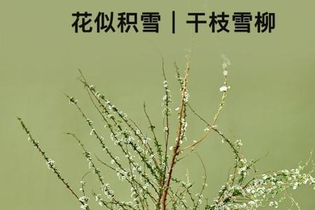 雪柳干枝可以用花多多吗