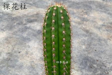 大凤龙柱长到多大开花