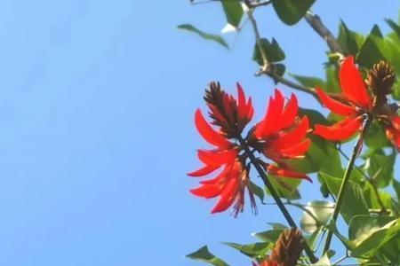 泉州不开什么花