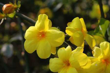 迎春花与油菜花一模一样吗