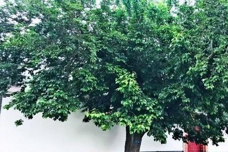 大门两边种树需要对称吗