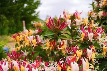 金银花爬藤优缺点