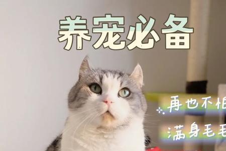 猫说毛什么意思