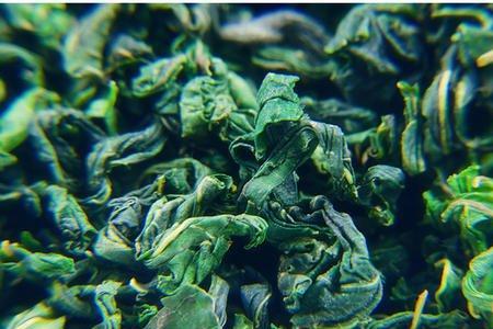 做桑叶茶哪种树好