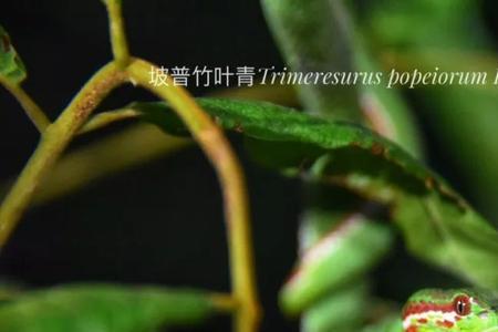 竹叶青的寓意