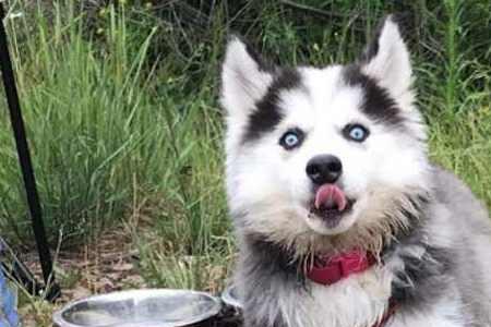 哈士奇幼犬吃多了怎么办