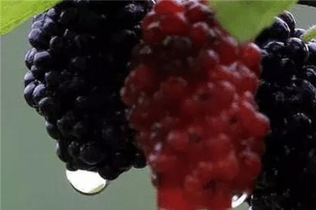 桑椹酒可以浇花吗