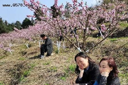 賨花寨免门票吗