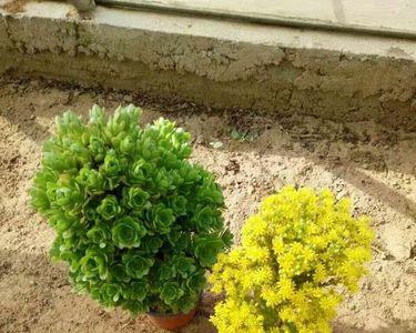 绿香花是什么花