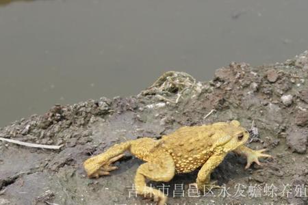 一亩地能养殖多少只蟾蜍