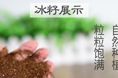 冰粉籽一年种几次
