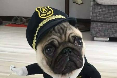 巴哥犬是猛犬吗