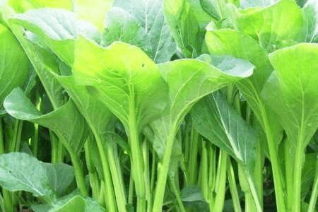 种植菜心喷什么叶面口感会好些
