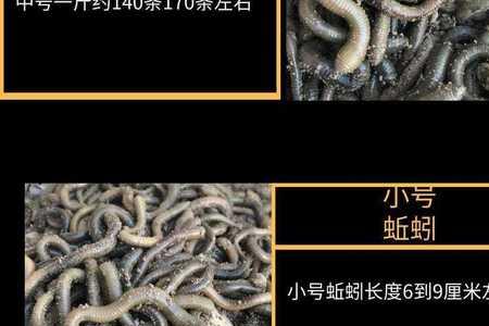 海里长得像蚯蚓的黑色东西