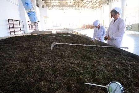 渥堆发酵和自然发酵的区别