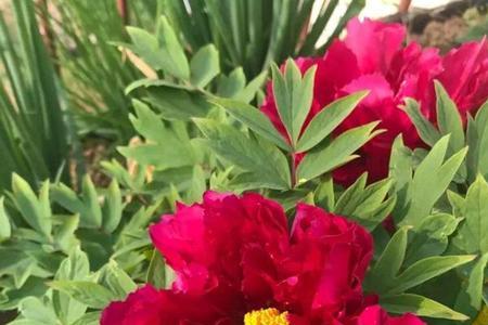 下山虎花是芍药花吗