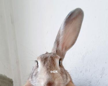 苏格拉和拉易谁厉害