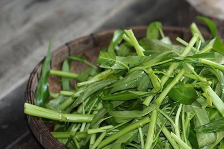 广州立秋后种什么菜