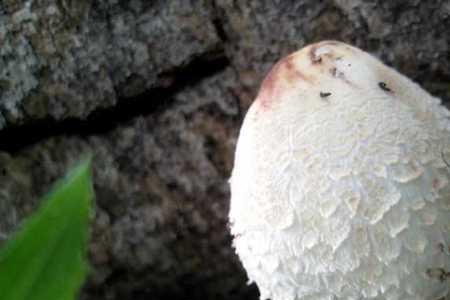 有毒蘑菇和无毒的怎样区别