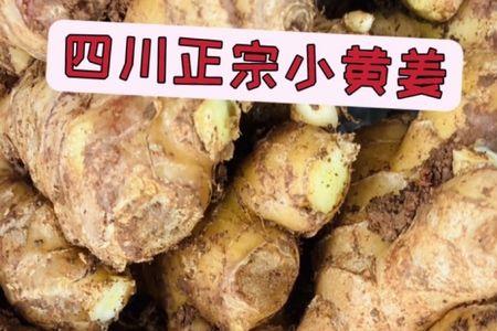 小黄姜保质期