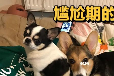 怎么领养小柯基