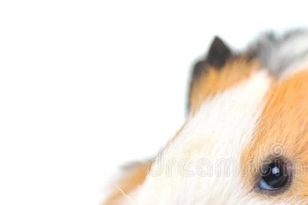 猪鼻子扁尾巴是什么动物