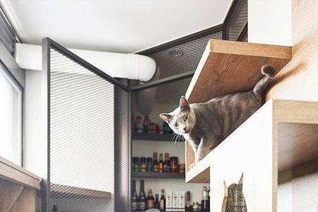 不让猫咪进卧室妙招
