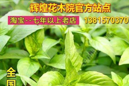 荆芥苗冬天怎么种