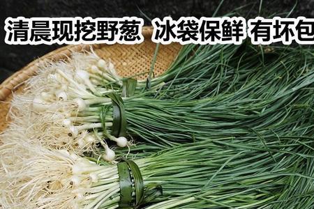 野葱种植的前景