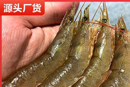 沙芦虾学名