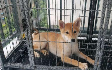 平时上班柴犬能关笼子里吗