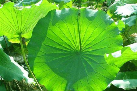 池塘里荷叶圆圆的绿绿的