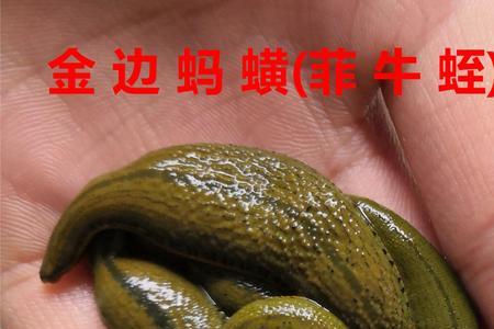 菲牛蛭人工养殖方法