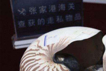 唐冠螺跟砗磲有区别吗